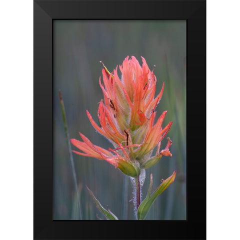 USA-Colorado-Uncompahgre National Forest Indian paintbrush flower close-up Black Modern Wood Framed Art Print by Jaynes Gallery