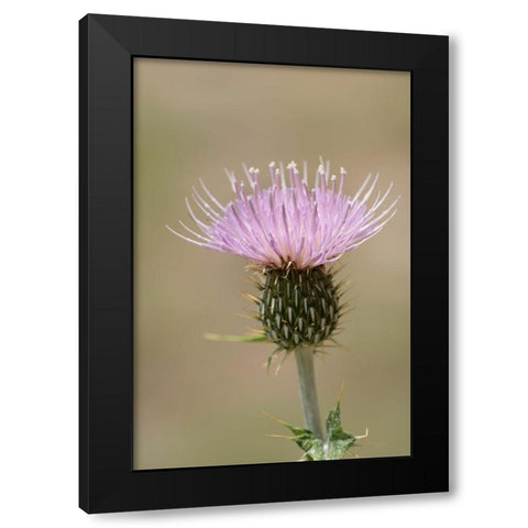 USA-Colorado-San Juan Mountains Thistle flower close-up Black Modern Wood Framed Art Print by Jaynes Gallery