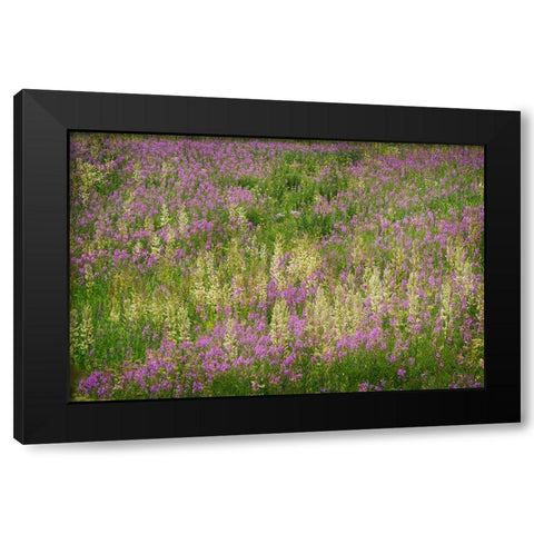 USA-Colorado-Gunnison National Forest Fireweeds in mountain meadow Black Modern Wood Framed Art Print by Jaynes Gallery
