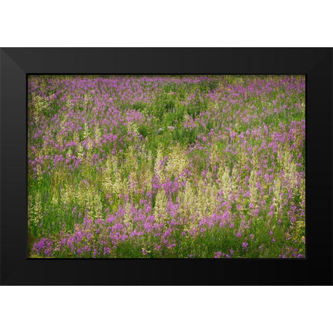 USA-Colorado-Gunnison National Forest Fireweeds in mountain meadow Black Modern Wood Framed Art Print by Jaynes Gallery