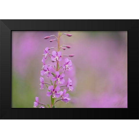 USA-Colorado-Gunnison National Forest Fireweed flowers close-up Black Modern Wood Framed Art Print by Jaynes Gallery