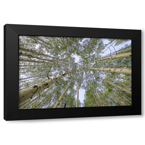 USA-Colorado-Gunnison National Forest Looking up at aspen trees Black Modern Wood Framed Art Print with Double Matting by Jaynes Gallery