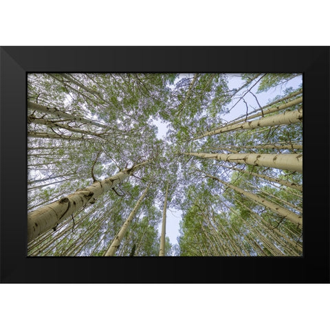 USA-Colorado-Gunnison National Forest Looking up at aspen trees Black Modern Wood Framed Art Print by Jaynes Gallery