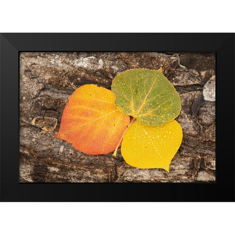 USA-Colorado-Uncompahgre National Forest Wet aspen leaves on log Black Modern Wood Framed Art Print by Jaynes Gallery