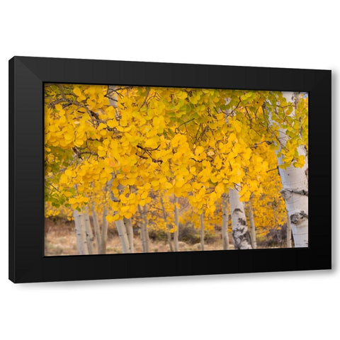 USA-Colorado-Uncompahgre National Forest Close-up of aspen leaves in autumn Black Modern Wood Framed Art Print with Double Matting by Jaynes Gallery