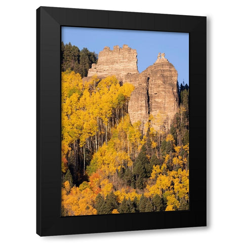 USA-Colorado-Uncompahgre National Forest Pinnacle Ridge towers over aspens in autumn Black Modern Wood Framed Art Print by Jaynes Gallery