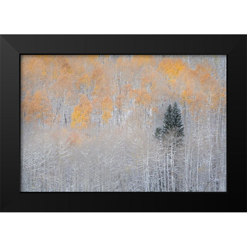 USA-Colorado-Uncompahgre National Forest Fresh autumn snow on aspens and evergreen Black Modern Wood Framed Art Print by Jaynes Gallery