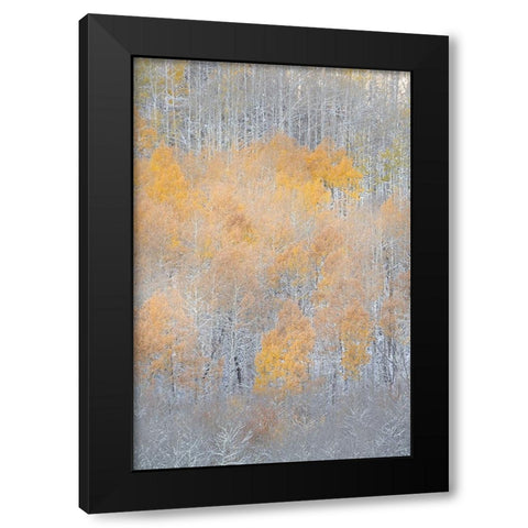 USA-Colorado-Uncompahgre National Forest Fresh autumn snow on aspens Black Modern Wood Framed Art Print with Double Matting by Jaynes Gallery