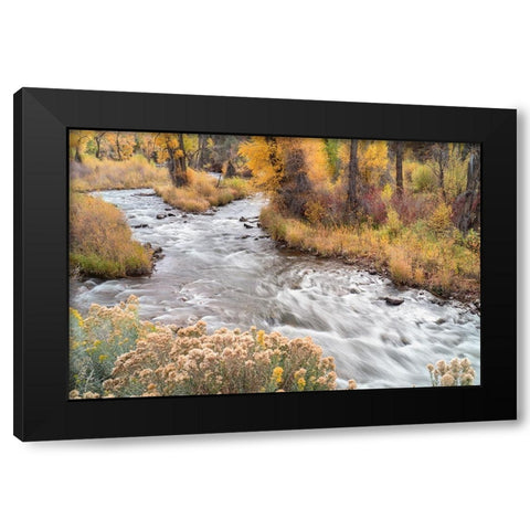 USA-Colorado-White River National Forest Fryingpan River and autumn foliage Black Modern Wood Framed Art Print with Double Matting by Jaynes Gallery