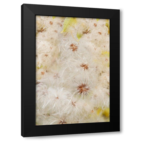 USA-Colorado-Uncompahgre National Forest Seedheads of clematis plant Black Modern Wood Framed Art Print by Jaynes Gallery
