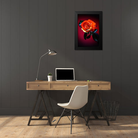 USA-Colorado-Loveland Rose close-up Black Modern Wood Framed Art Print by Jaynes Gallery
