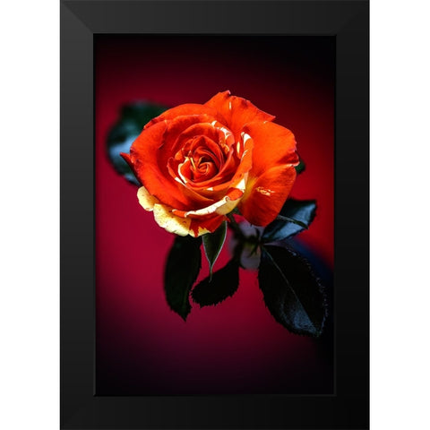 USA-Colorado-Loveland Rose close-up Black Modern Wood Framed Art Print by Jaynes Gallery