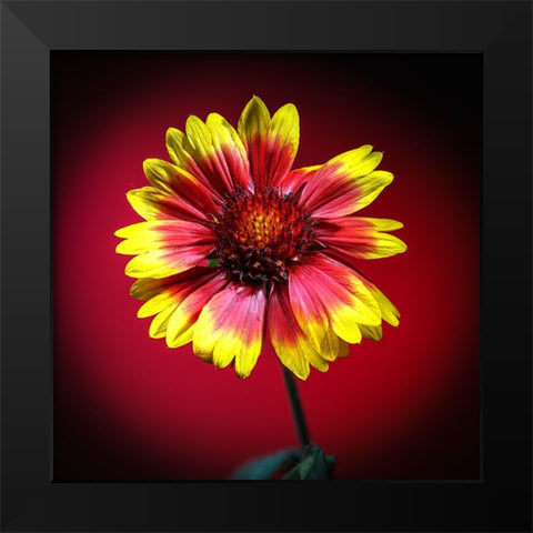 USA-Colorado-Loveland Gaillardia flower close-up Black Modern Wood Framed Art Print by Jaynes Gallery