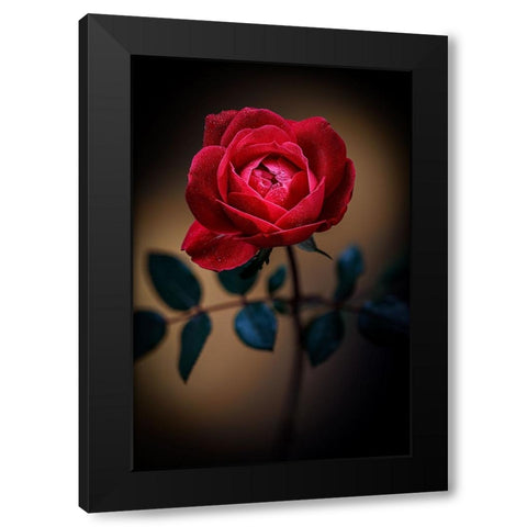 USA-Colorado-Loveland Rose close-up Black Modern Wood Framed Art Print by Jaynes Gallery