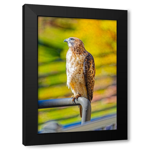 USA-Colorado-Fort Collins Red-tailed hawk close-up Black Modern Wood Framed Art Print with Double Matting by Jaynes Gallery