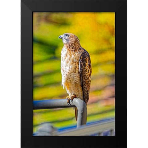 USA-Colorado-Fort Collins Red-tailed hawk close-up Black Modern Wood Framed Art Print by Jaynes Gallery
