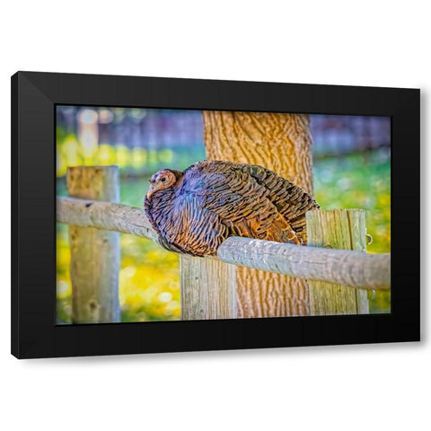 USA-Colorado-Loveland Wild female turkey close-up Black Modern Wood Framed Art Print by Jaynes Gallery