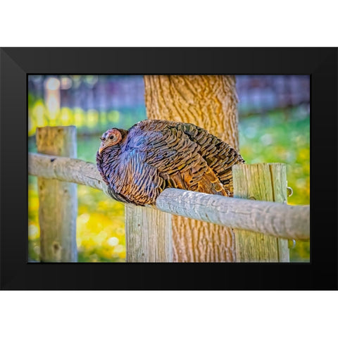 USA-Colorado-Loveland Wild female turkey close-up Black Modern Wood Framed Art Print by Jaynes Gallery