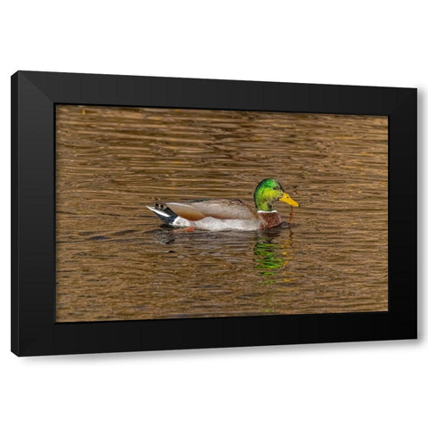 USA-Colorado-Loveland Mallard duck male swimming in lake Black Modern Wood Framed Art Print by Jaynes Gallery