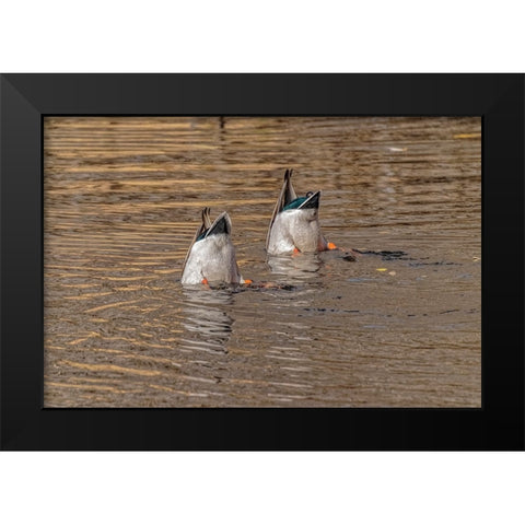 USA-Colorado-Loveland Male mallard ducks diving for food in lake Black Modern Wood Framed Art Print by Jaynes Gallery