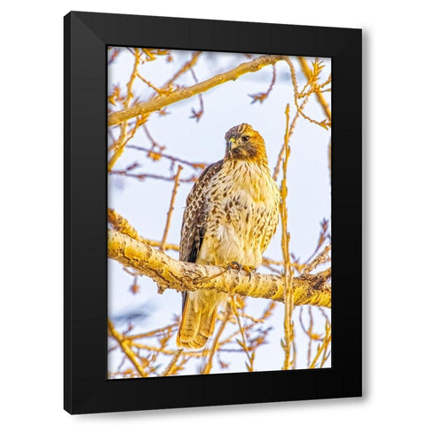USA-Colorado-Fort Collins Red-tailed hawk close-up Black Modern Wood Framed Art Print by Jaynes Gallery