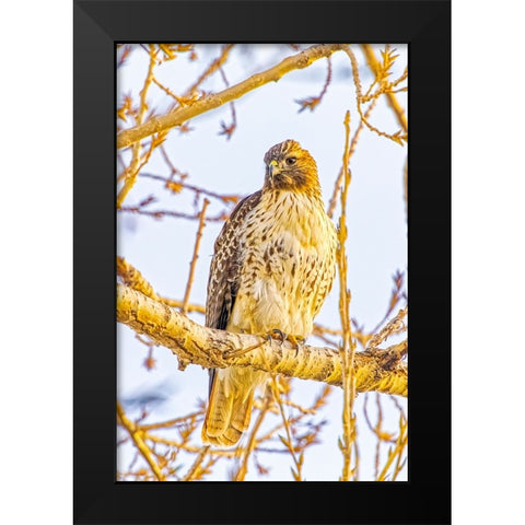 USA-Colorado-Fort Collins Red-tailed hawk close-up Black Modern Wood Framed Art Print by Jaynes Gallery