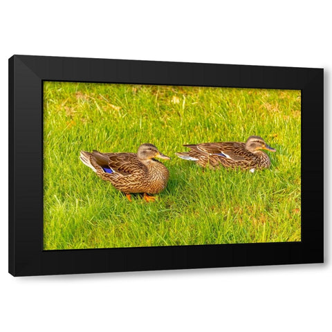 USA- Colorado- Fort Collins. Close-up of mallard ducks in grass. Black Modern Wood Framed Art Print with Double Matting by Jaynes Gallery