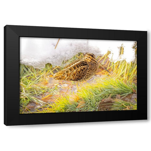 USA- Colorado- Fort Collins. Wilsons snipe in icy winter grass. Black Modern Wood Framed Art Print by Jaynes Gallery