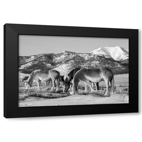 USA-Colorado-Westcliffe Music Meadows Ranch Herd of horses with Rocky Mountains in the distance Black Modern Wood Framed Art Print by Hopkins, Cindy Miller