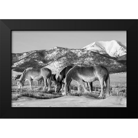 USA-Colorado-Westcliffe Music Meadows Ranch Herd of horses with Rocky Mountains in the distance Black Modern Wood Framed Art Print by Hopkins, Cindy Miller