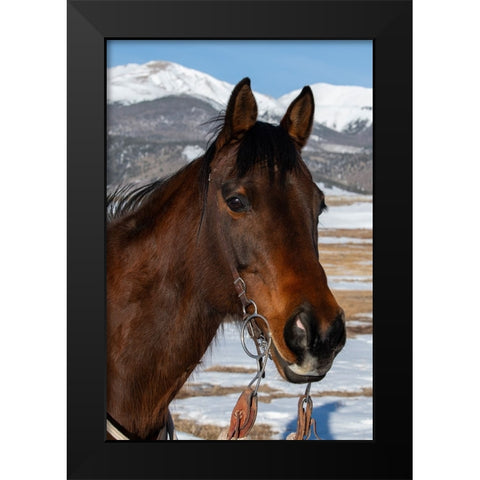 USA-Colorado-Westcliffe Music Meadows Ranch Bay ranch horse Black Modern Wood Framed Art Print by Hopkins, Cindy Miller