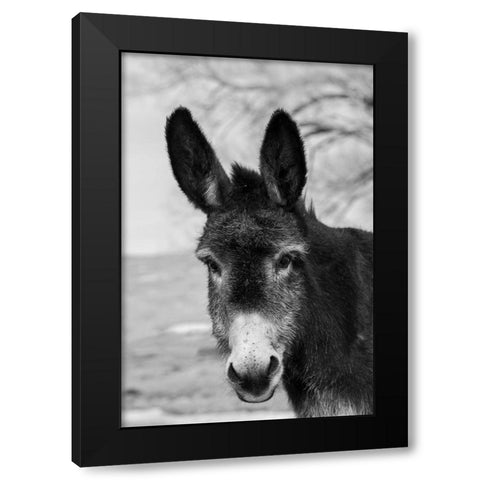 USA-Colorado-Westcliffe Music Meadows Ranch Cute old ranch donkey-face detail Black Modern Wood Framed Art Print with Double Matting by Hopkins, Cindy Miller
