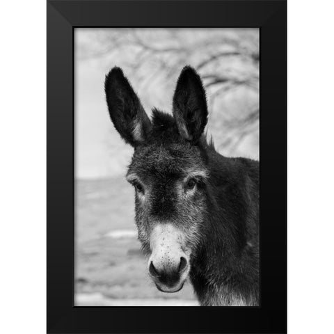 USA-Colorado-Westcliffe Music Meadows Ranch Cute old ranch donkey-face detail Black Modern Wood Framed Art Print by Hopkins, Cindy Miller