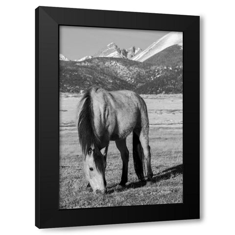 USA-Colorado-Westcliffe Music Meadows Ranch Buckskin horse with Rocky Mountains in the distance Black Modern Wood Framed Art Print by Hopkins, Cindy Miller
