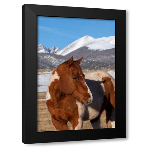 USA-Colorado-Westcliffe Music Meadows Ranch Paint horse with Rocky Mountains in the distance Black Modern Wood Framed Art Print with Double Matting by Hopkins, Cindy Miller