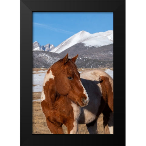 USA-Colorado-Westcliffe Music Meadows Ranch Paint horse with Rocky Mountains in the distance Black Modern Wood Framed Art Print by Hopkins, Cindy Miller