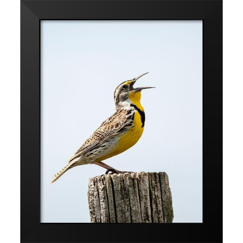 Meadowlark-bird Black Modern Wood Framed Art Print by Theodore, George