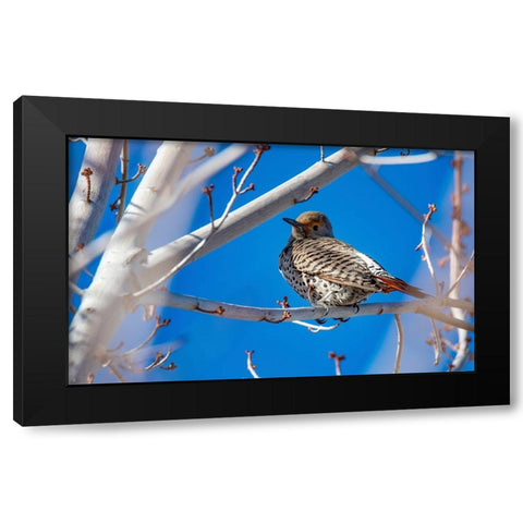 Northern Flicker Black Modern Wood Framed Art Print by Theodore, George and Marilu