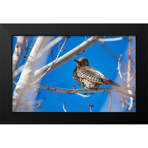 Northern Flicker Black Modern Wood Framed Art Print by Theodore, George and Marilu