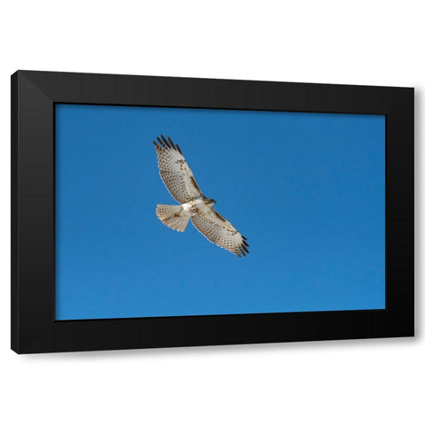 Hawk flying Black Modern Wood Framed Art Print by Theodore, George and Marilu