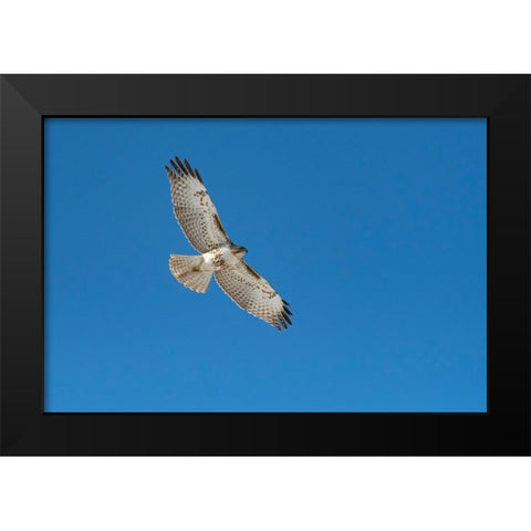 Hawk flying Black Modern Wood Framed Art Print by Theodore, George and Marilu