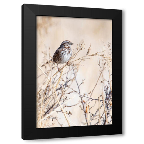 USA-Sparrow Black Modern Wood Framed Art Print by Theodore, George and Marilu
