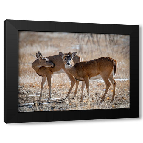 USA-deer Black Modern Wood Framed Art Print by Theodore, George and Marilu
