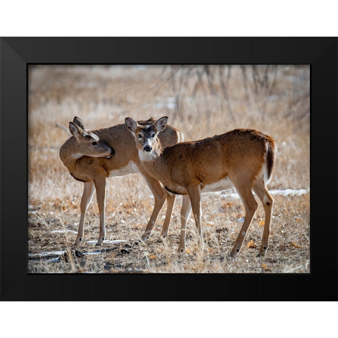 USA-deer Black Modern Wood Framed Art Print by Theodore, George and Marilu