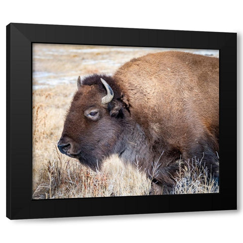 American Bison Black Modern Wood Framed Art Print with Double Matting by Theodore, George and Marilu