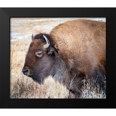 American Bison Black Modern Wood Framed Art Print by Theodore, George and Marilu
