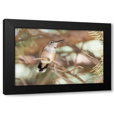 Hummingbird Black Modern Wood Framed Art Print with Double Matting by Theodore, George and Marilu
