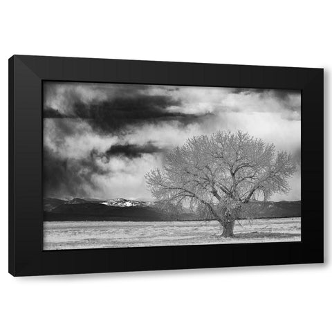 Lone tree Black Modern Wood Framed Art Print with Double Matting by Theodore, George and Marilu
