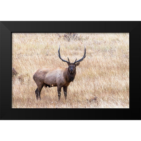 USA-bull elk Black Modern Wood Framed Art Print by Theodore, George and Marilu