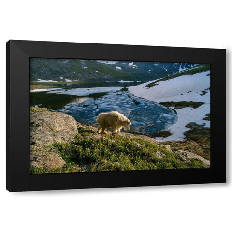 Mountain goat walks near shore of partially frozen Summit Lake-Mount Evans-near Denver-Colorado-USA Black Modern Wood Framed Art Print by Garber, Howie